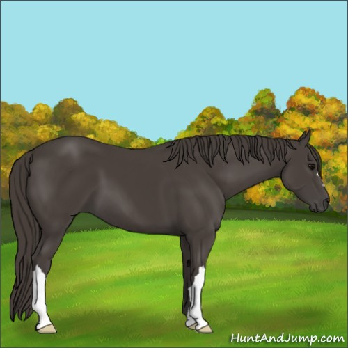 Horse Color:Smoky Black 