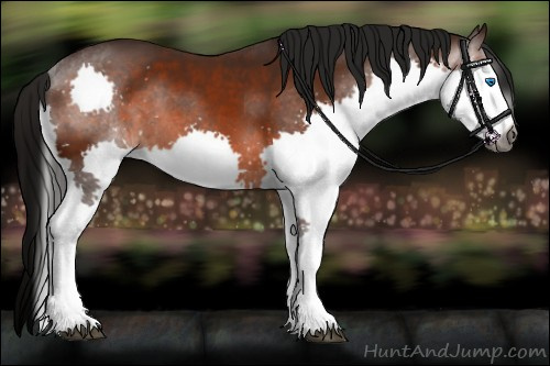 Horse Color:Gray Bay Splash 