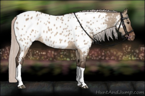 Horse Color:Silver Brown Dun Tobiano Appaloosa Rabicano 
