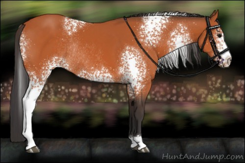 Horse Color:White Spotted Bay Rabicano 