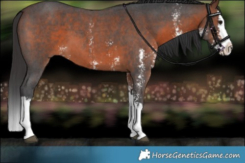 Horse Color:Brown Sabino Splash 