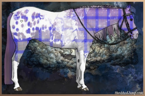 Horse Color:Plaid  Buckskin Tobiano Appaloosa 