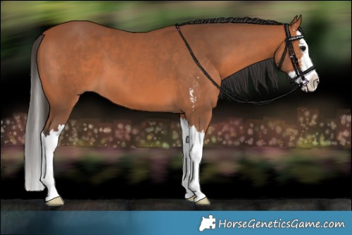 Horse Color:Bay Sabino Splash 