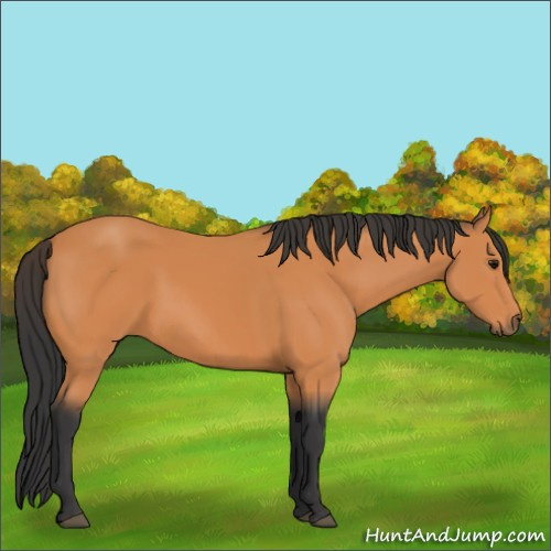 Horse Color:Unknown 
