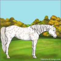 Horse Color:Cremello Appaloosa 