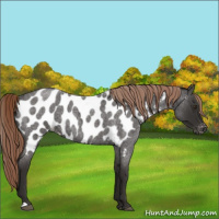 Horse Color:Liver Red Roan Near Leopard Rabicano 