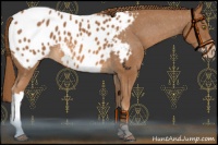 Horse Color:Chestnut Appaloosa 