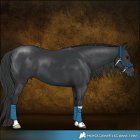 Horse Color:Black 