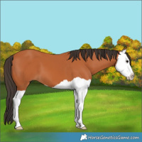 Horse Color:Bay Splash 