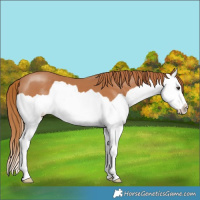 Horse Color:Chestnut Splash 