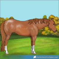Horse Color:Chestnut 