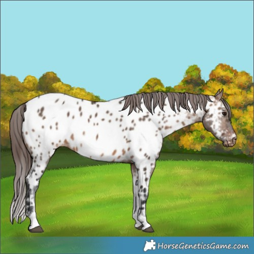 Horse Color:Brown Dun Tobiano Appaloosa 