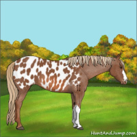 Horse Color:Chestnut Appaloosa 