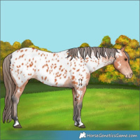Horse Color:Bay Appaloosa 
