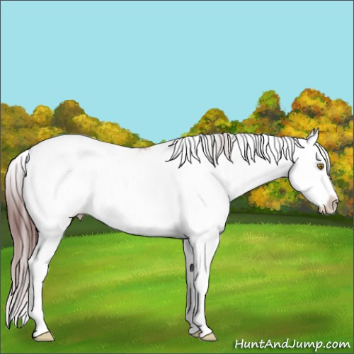 Horse Color:Chocolate Buckskin Sabino Appaloosa Rabicano 