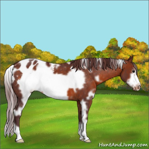 Horse Color:White Spotted Chocolate Brown Frame Appaloosa 