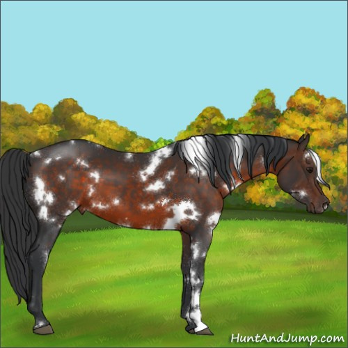 Horse Color:White Spotted Brown 