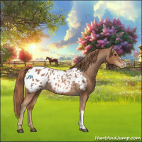 Horse Color:Chestnut Appaloosa 