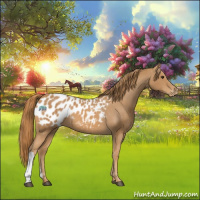 Horse Color:Chestnut Appaloosa 