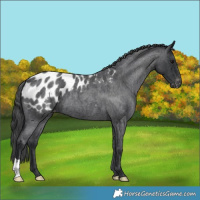 Horse Color:Blue Roan Appaloosa 