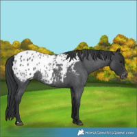 Horse Color:Blue Roan Appaloosa 