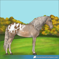 Horse Color:Chocolate Palomino Appaloosa