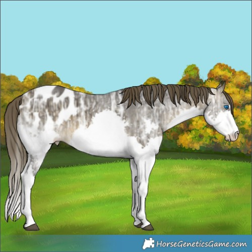 Horse Color:Buckskin Ice Splash Appaloosa 