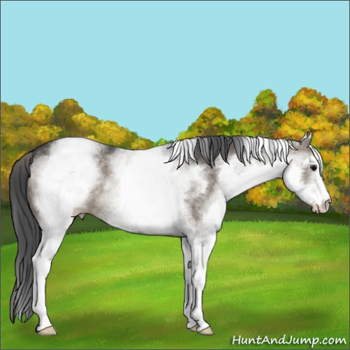 Horse Color:White Spotted Grullo Sabino 