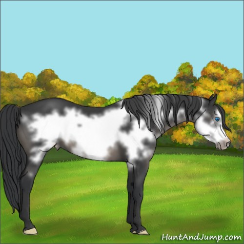 Horse Color:Black Frame