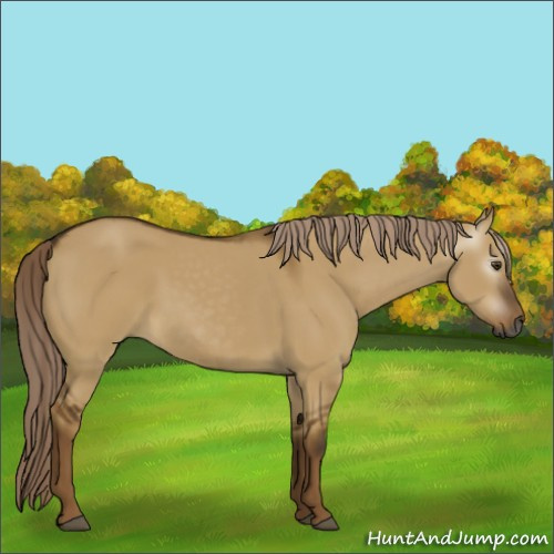 Horse Color:Gray Chocolate Palomino Dun Frame