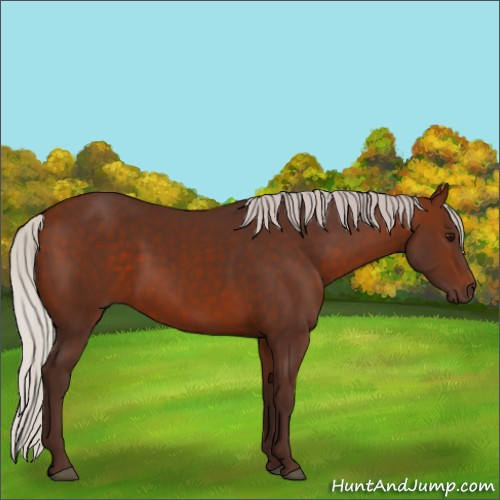 Horse Color:Silver Bay 