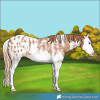 Horse Color:Chestnut Sabino Splash Appaloosa