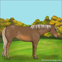 Horse Color:Chocolate Palomino 