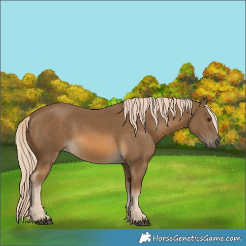 Horse Color:Chocolate Palomino 
