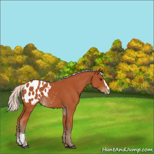 Horse Color:Silver Bay Sabino Appaloosa 