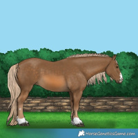Horse Color:Chocolate Palomino 