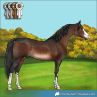 Horse Color:Brown