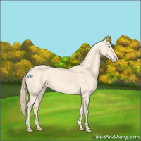 Horse Color:Perlino 