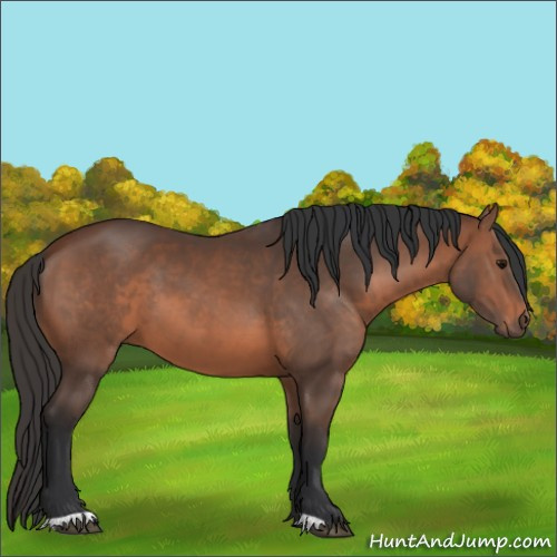 Horse Color:Brown 