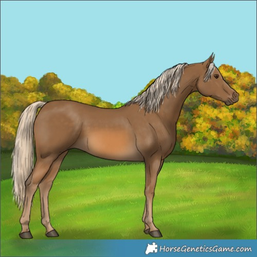 Horse Color:Chocolate Palomino 