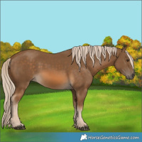 Horse Color:Chocolate Palomino 