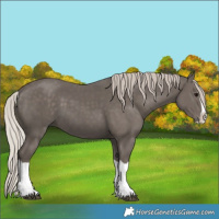 Horse Color:Silver Black Splash