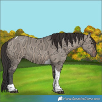 Horse Color:Brown Ice Dun Tobiano 