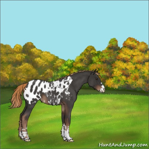 Horse Color:Liver Red Roan Sabino Appaloosa 