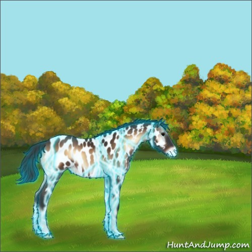 Horse Color:Thunderstruck Brown Onyx Sabino Appaloosa 