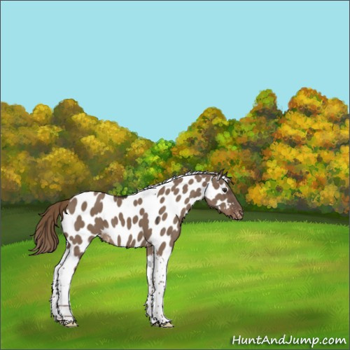 Horse Color:Liver Red Dun Sabino Tobiano Appaloosa 