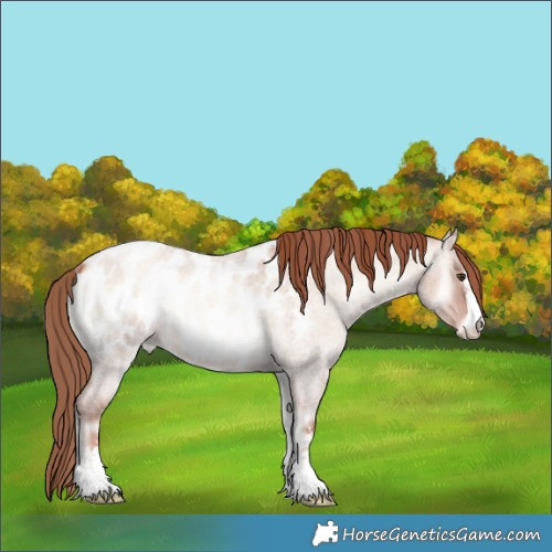 Horse Color:Gold Champagne Roan Onyx Sabino Appaloosa Rabicano 