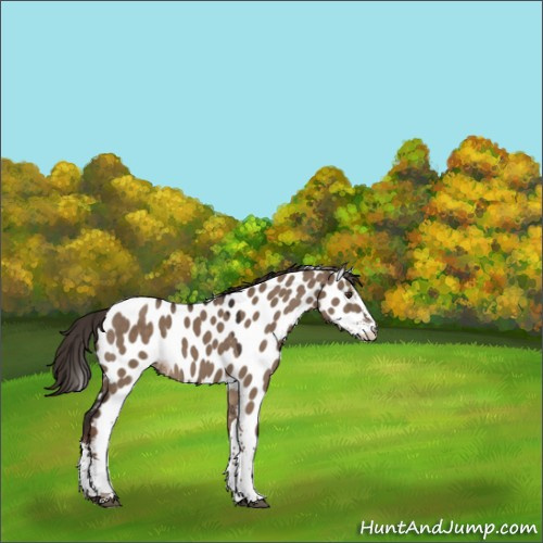 Horse Color:Liver Red Dun Sabino Tobiano Appaloosa 