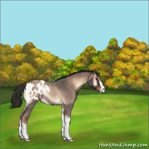 Horse Color:Liver Red Onyx Roan Sabino Appaloosa Rabicano 