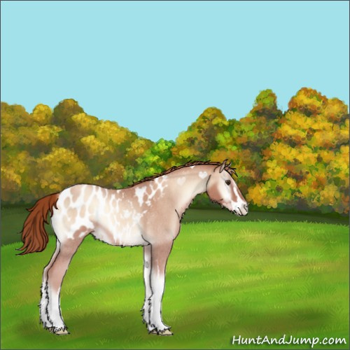 Horse Color:Gold Champagne Roan Onyx Sabino Appaloosa 